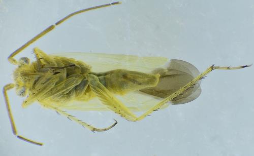 Réf. 275 690 : Tuponia sp.